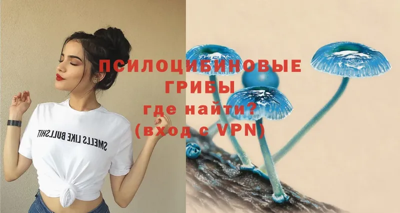 цена   Шарыпово  Галлюциногенные грибы Psilocybe 